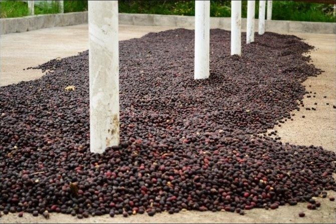 Secado del café