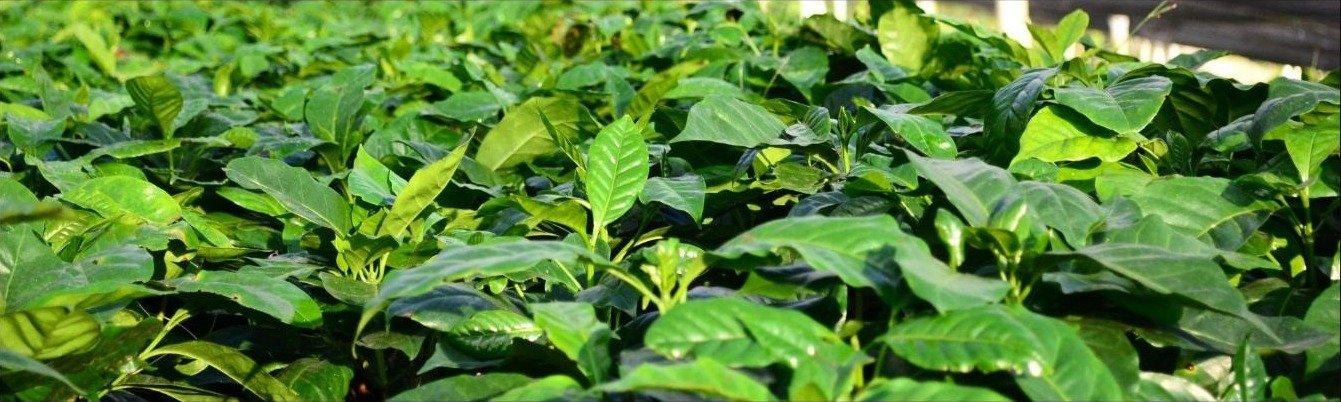 Plantación de café en Honduras
